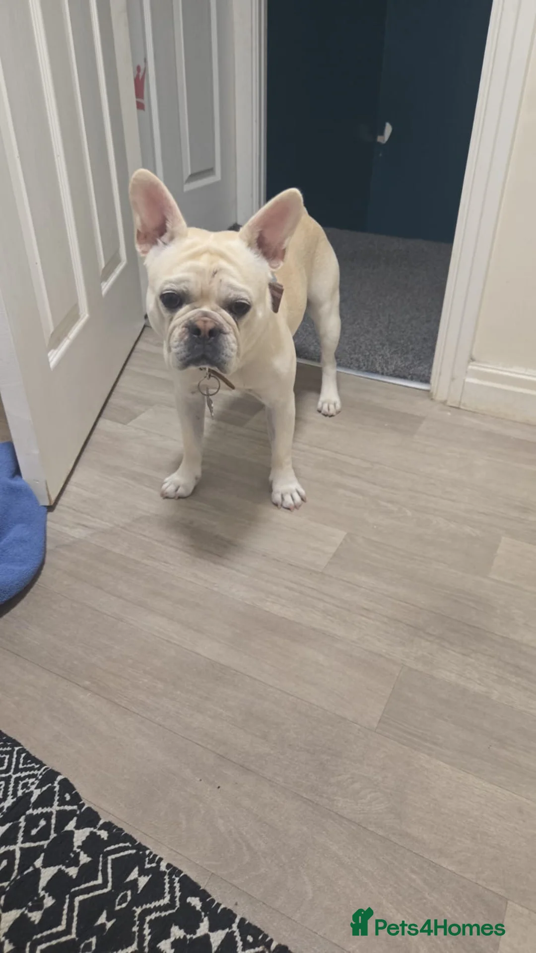 French Bulldog dogs for sale: Enzo. in Loughborough - Advert 2