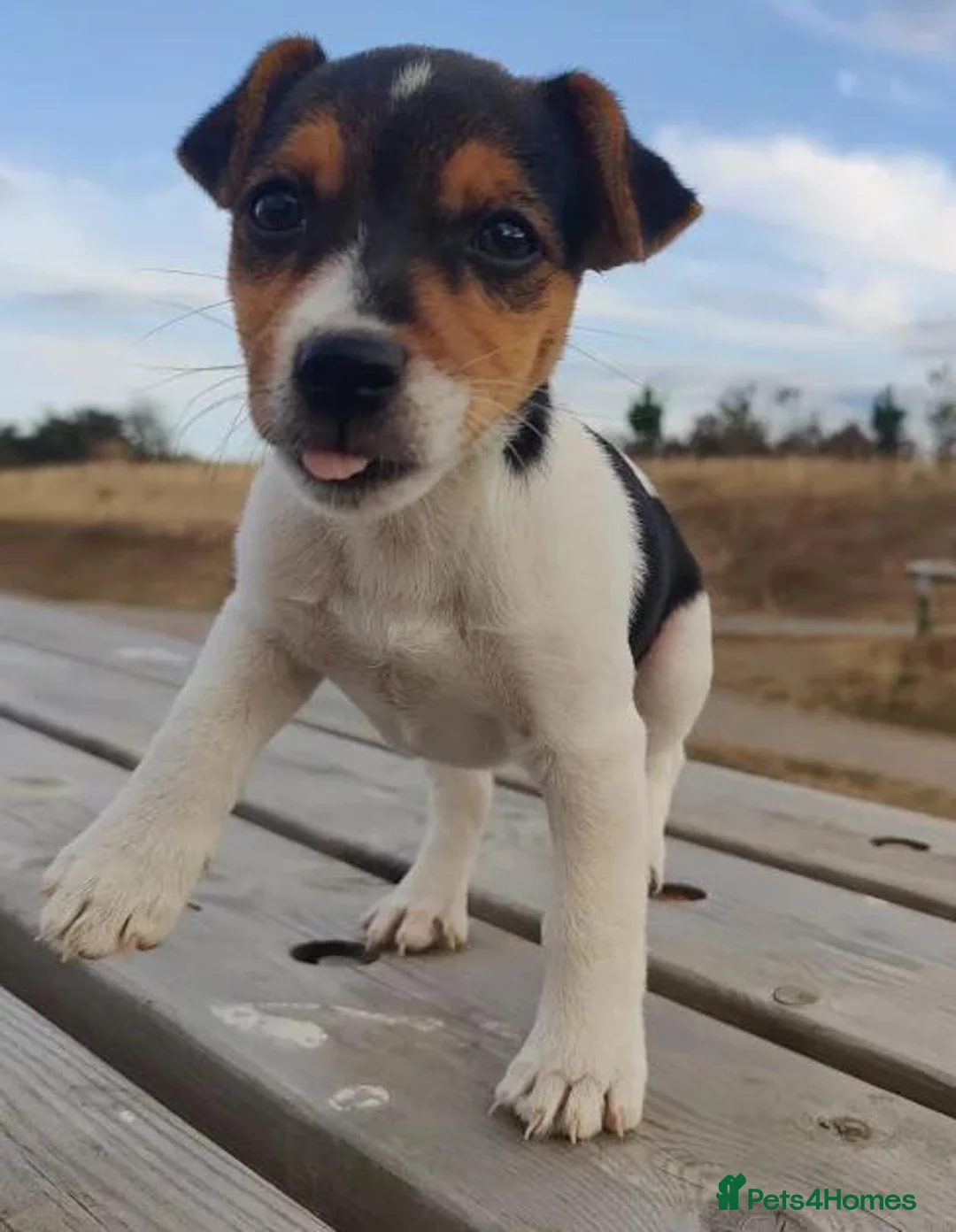 Jack Russell dogs for sale: Fast Feet, Bright Minds & Loving Hearts in Glasgow - Advert 10