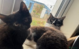 Maine Coon cats for sale: MAIN COON X - Image 5