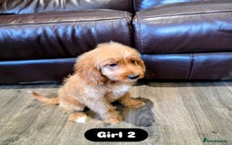 Cockapoo dogs for sale: Adorable Cockapoo pups 🦴🐾 - Image 31