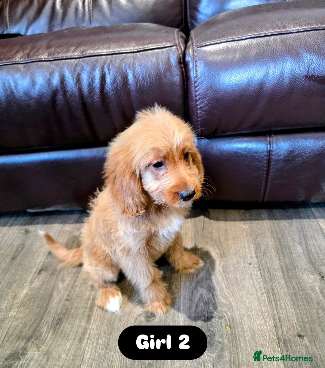 Cockapoo dogs for sale: Adorable Cockapoo pups 🦴🐾 - Image 31