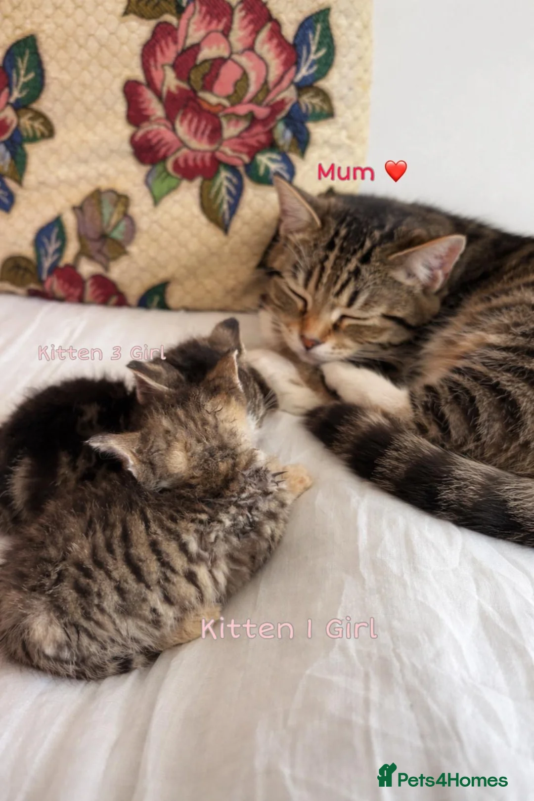Mixed Breed cats for sale: Gorgeous tabby kittens available URGENT - Advert 11