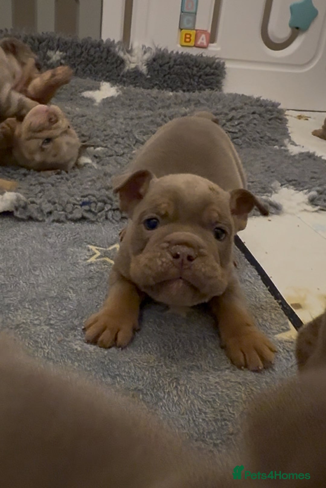 English Bulldog dogs for sale: Lilac Merle female English bulldog puppies  - Advert 4