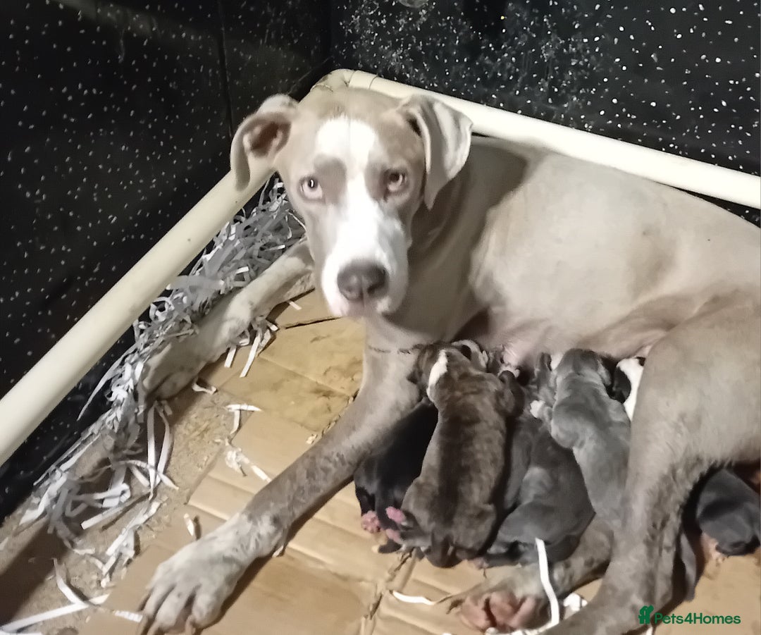 Mixed Breed dogs for sale: Bull wheaten pups available ready to go - Image 9