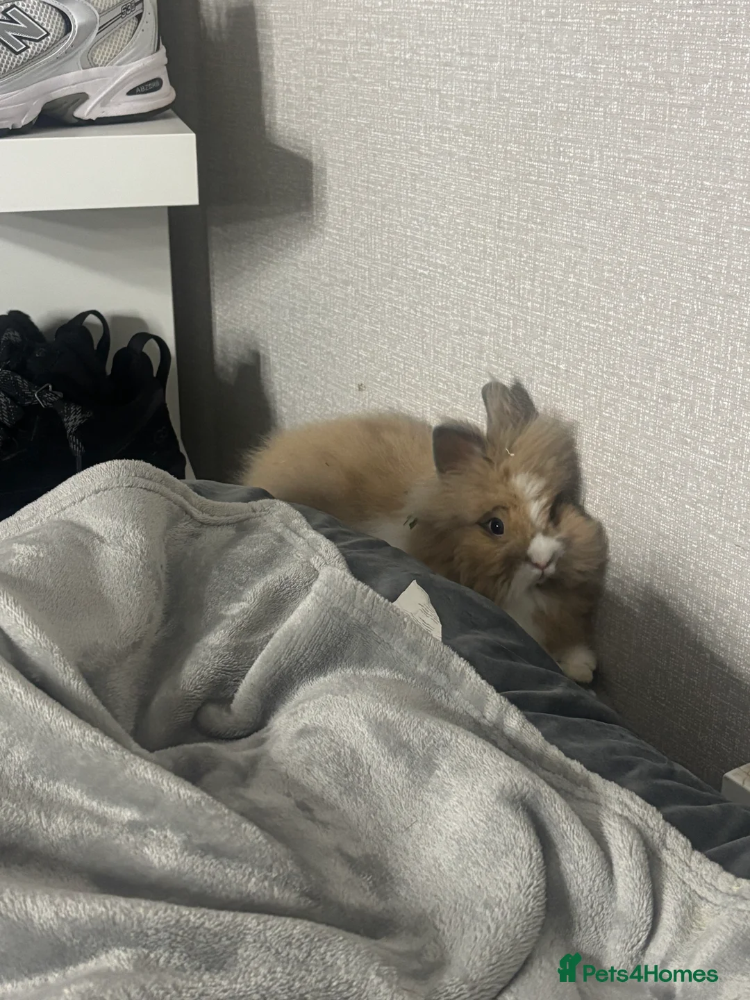 Lionhead rabbits for sale: lion head rabbit for sale  - Advert 2