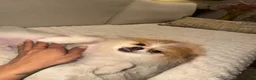 Pomeranian dogs for sale:  **  male  - Advert 10