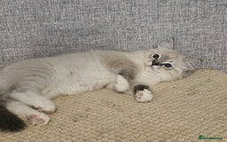 Ragdoll cats for sale: Stunning registered seal tabby ragdoll GC lines - Image 23