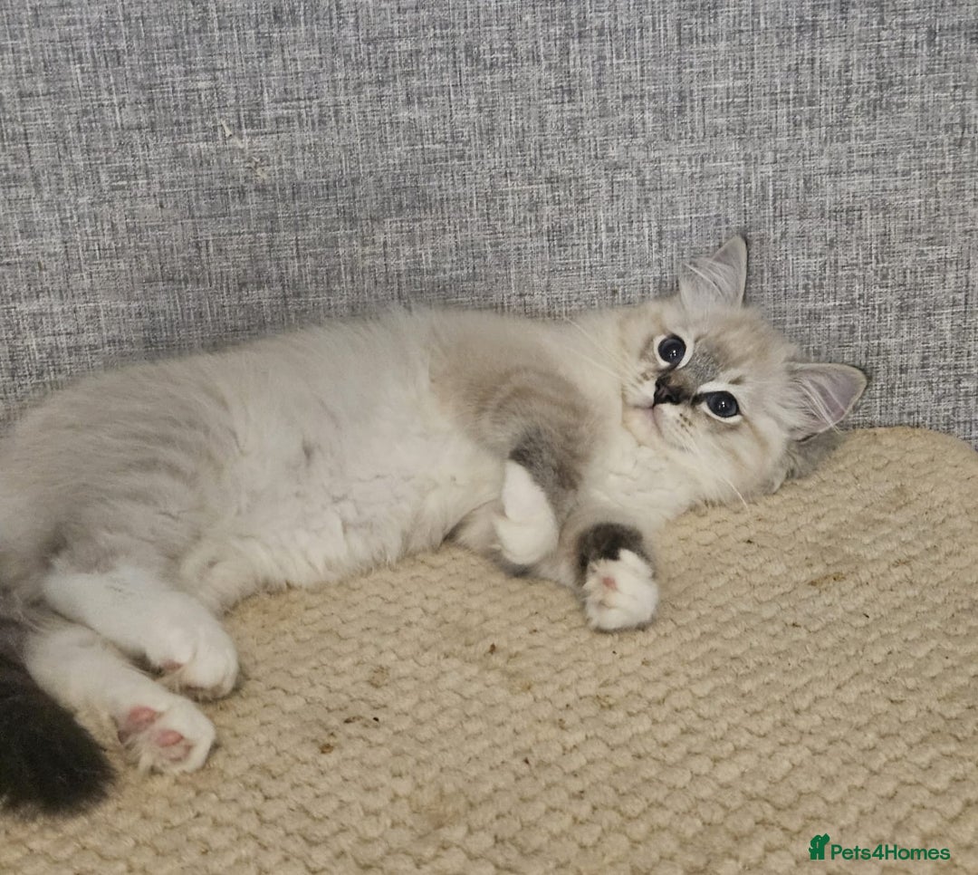Ragdoll cats for sale: Stunning registered seal tabby ragdoll GC lines - Image 23