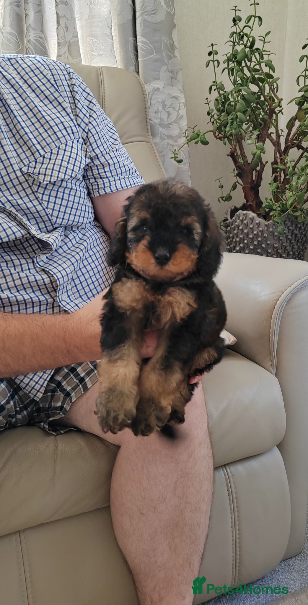 Cavapoo dogs ADORABLE DNA HEALTH TESTED TOY CAVAPOO PUPPY'S  - Advert 1