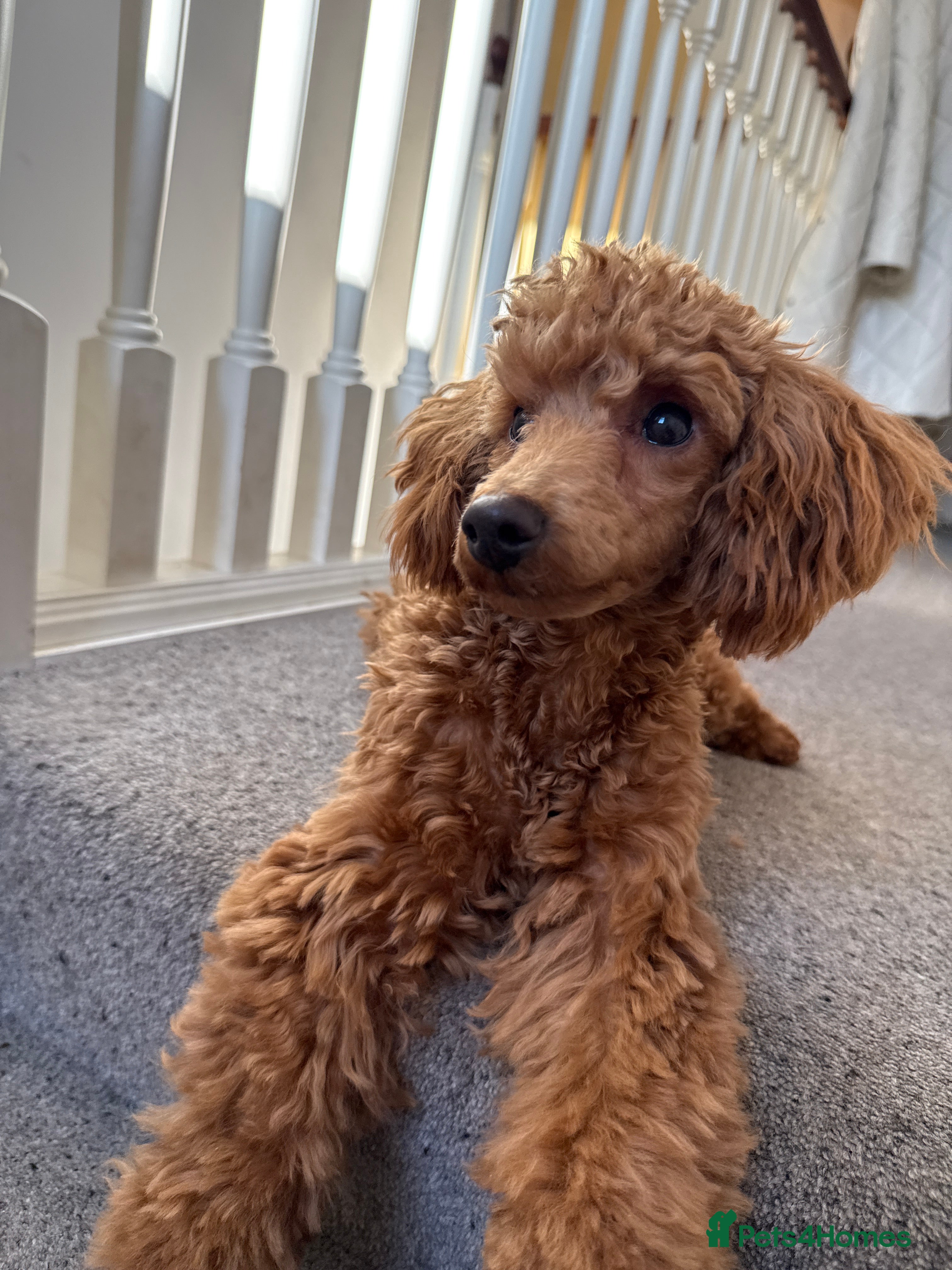 Poodle dogs Beautifull miniature poodle - Advert 3