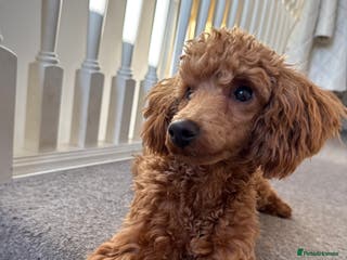 Poodle dogs Beautifull miniature poodle - Advert 3