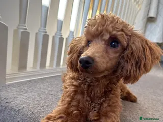 Poodle dogs Beautifull miniature poodle - Advert 7