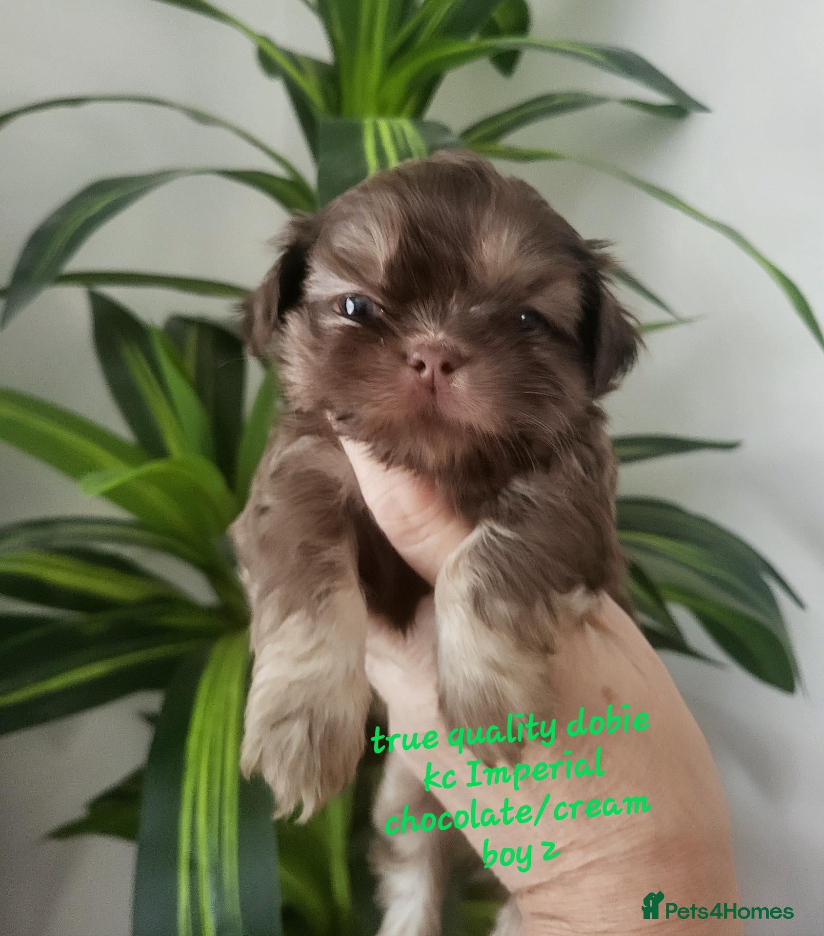 Shih Tzu dogs for sale: Quality dobie kc Imperial shih tzu  - Advert 16