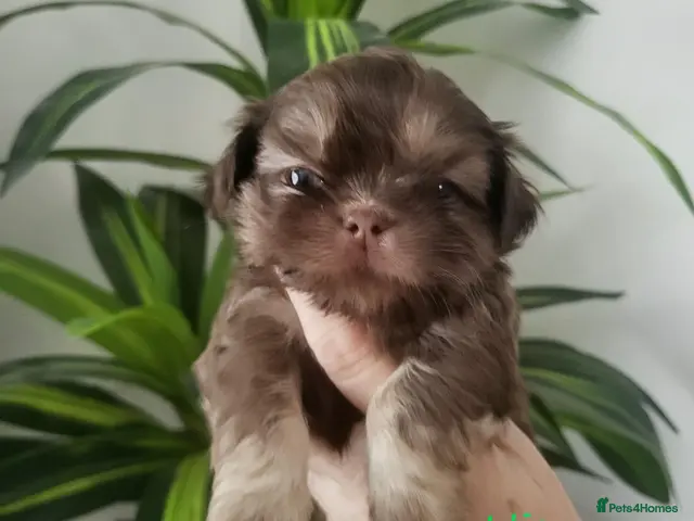 Shih Tzu dogs for sale: Quality dobie kc Imperial shih tzu - Advert 16