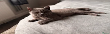 British Shorthair 1