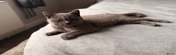 British Shorthair cats for sale: Brith shorthair cat  in Watford - Advert 2