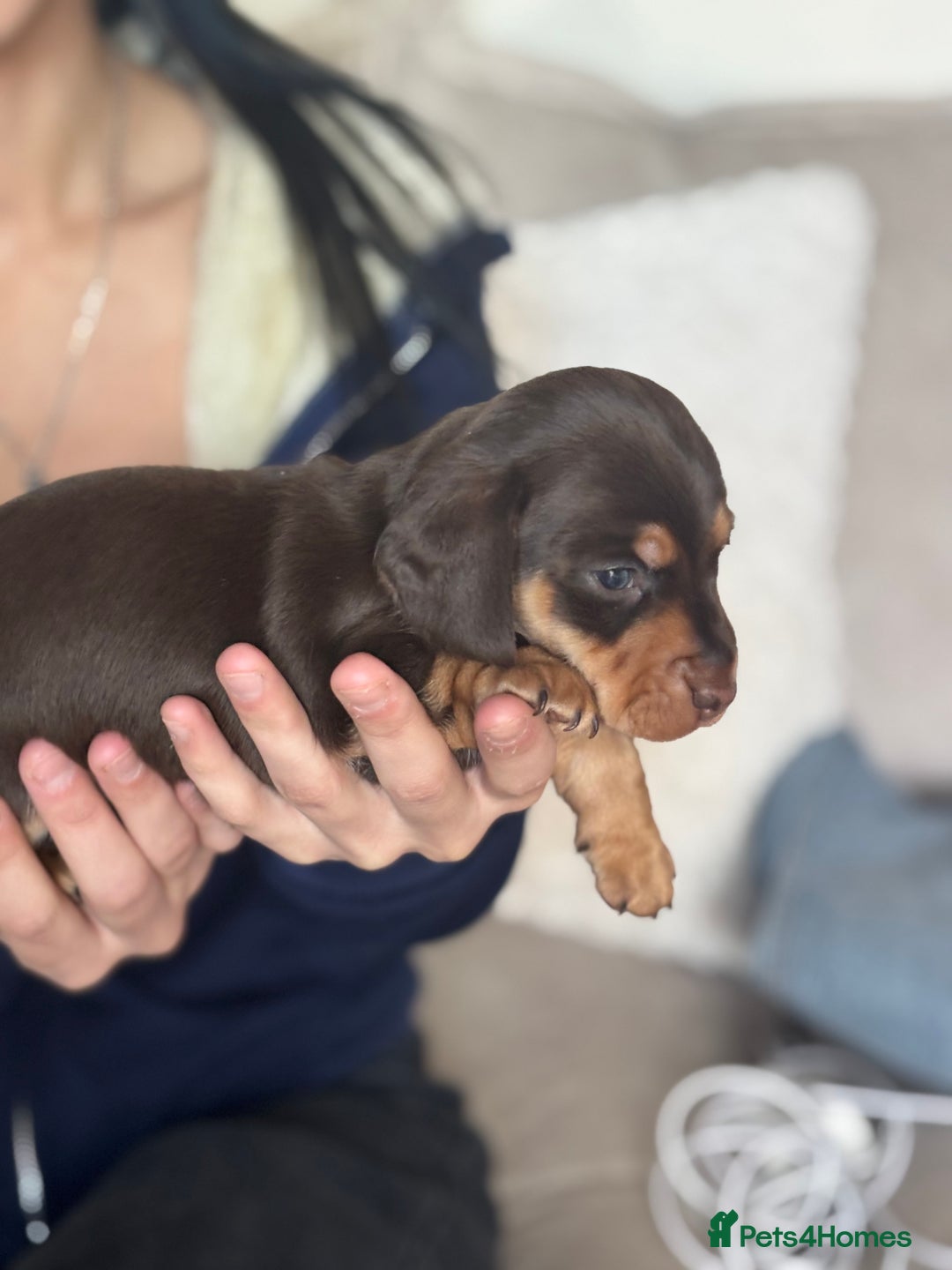 Miniature Dachshund dogs for sale: KC Registered Miniature dachshund smooth  - Advert 5