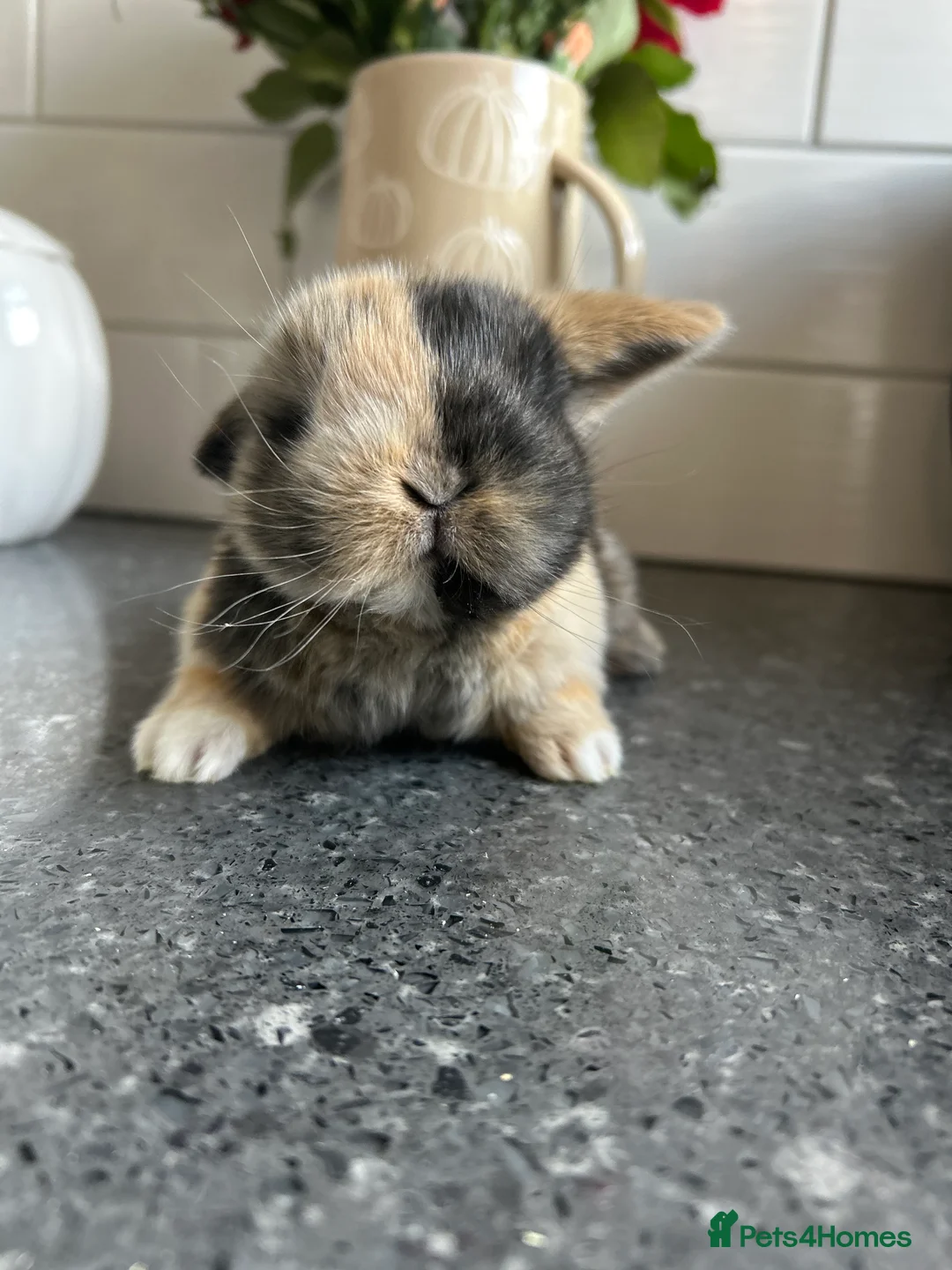 Mini Lop rabbits for sale: Two Mini Lop Boys - Ready 1st April - Advert 3