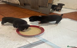 Mixed Breed dogs for sale: Puppies  - Image 10