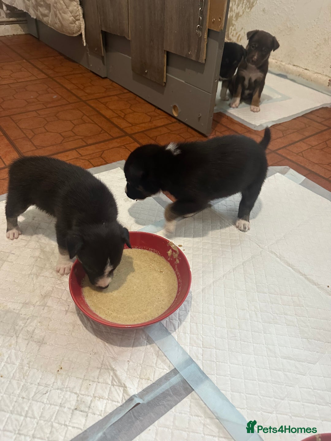 Mixed Breed dogs for sale: Puppies  - Image 10