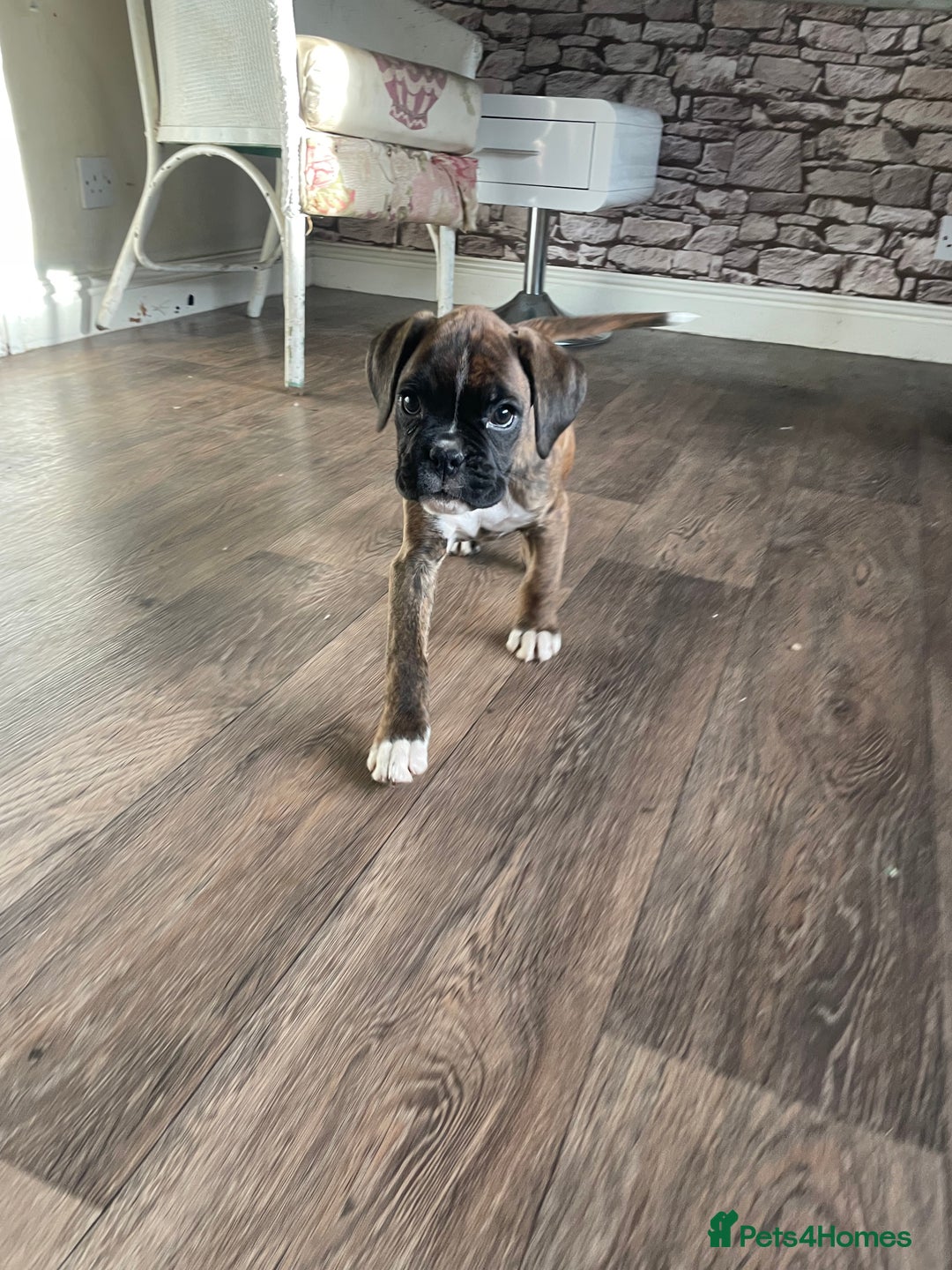 Boxer dogs for sale: ASTONISHING KC REGISTERED BOXER PUPPIES!  - Advert 6