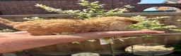 Toy Poodle dogs for sale: Beautiful Litter of Toy Poodle Pups  - Advert 16