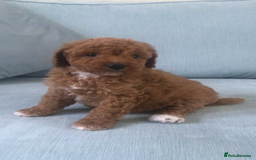 Cockapoo dogs for sale: Toy F1B cockapoo pups - Image 8