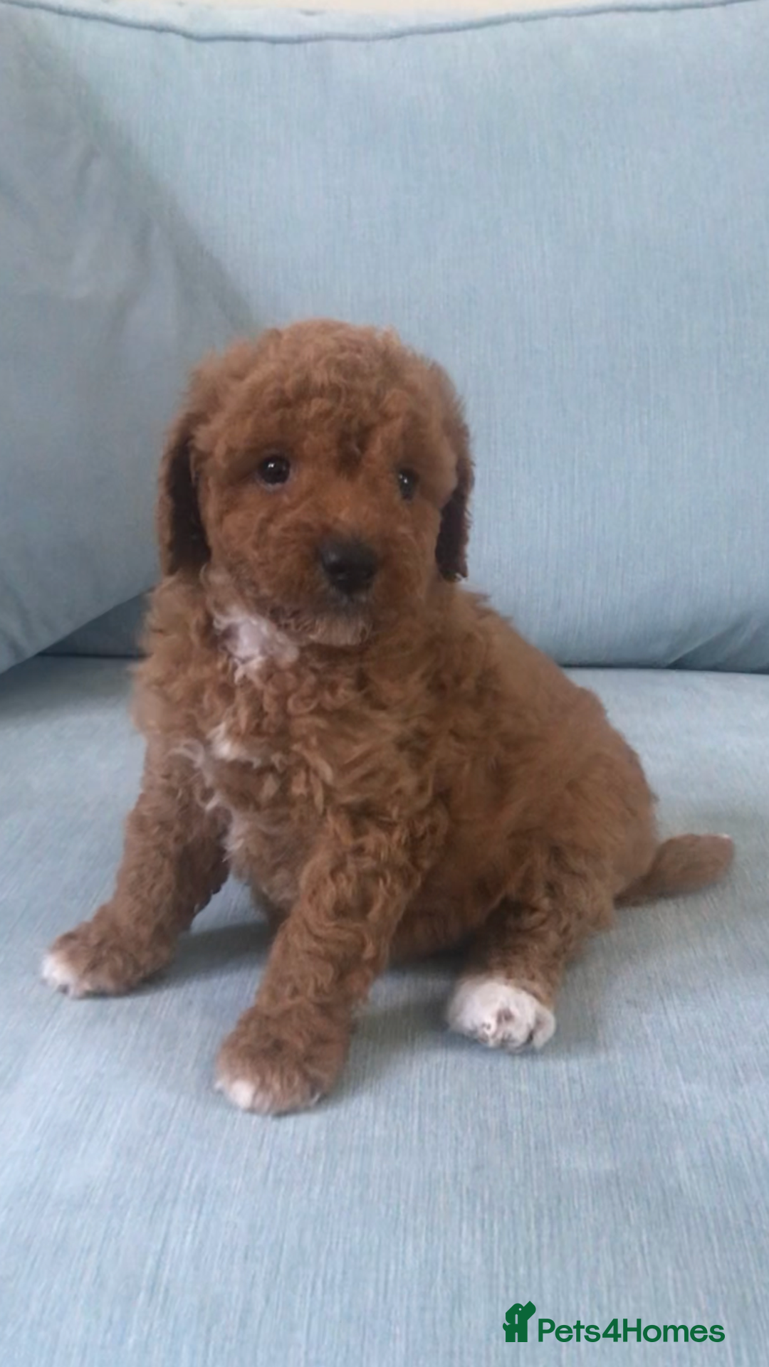 Cockapoo dogs for sale: Toy F1B cockapoo pups - Image 8