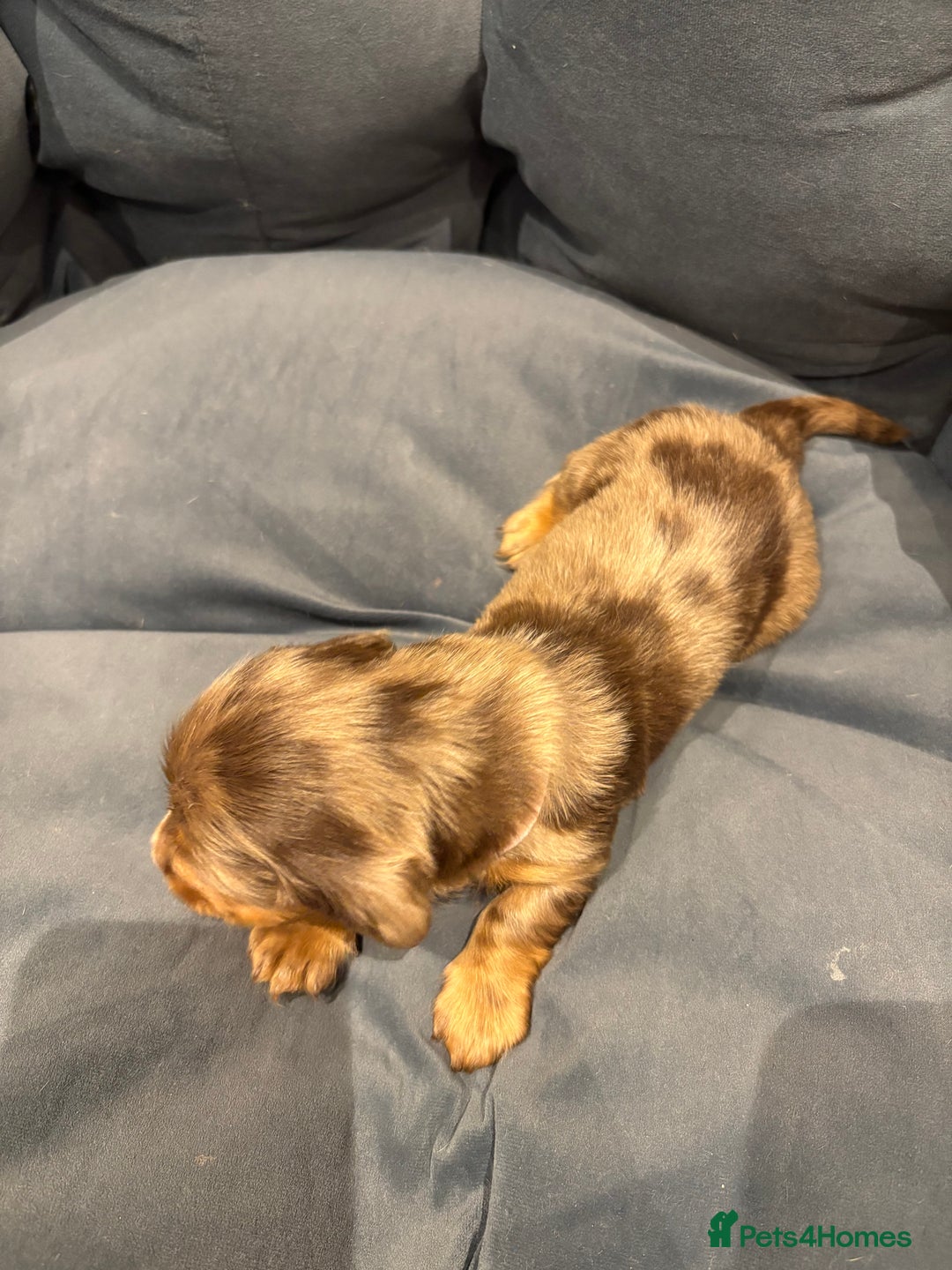 Dachshund dogs for sale: Dachshund puppies for sale  - Image 14