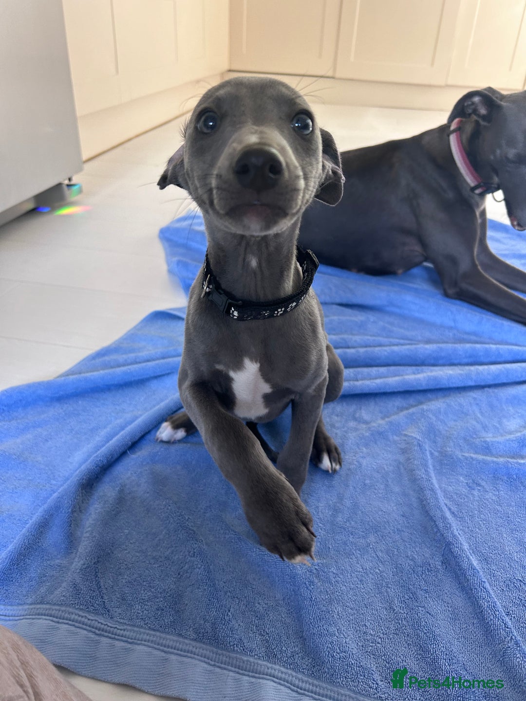 Whippet dogs for sale: Gentle, Loving Whippet Puppies – Ready Now  - Image 10