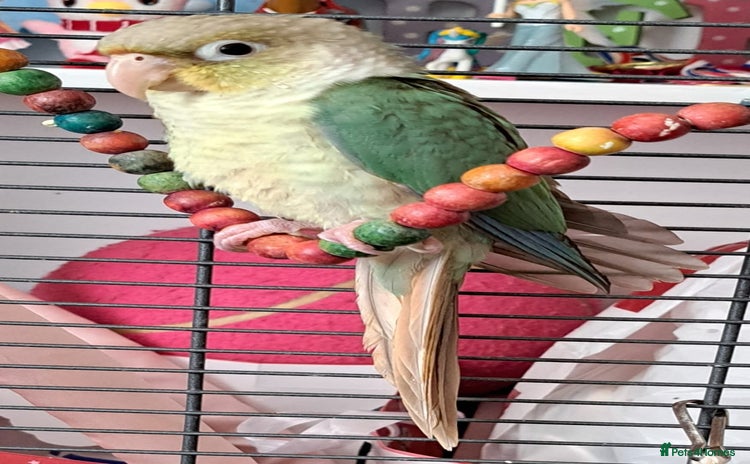 Conures birds - Advert 4