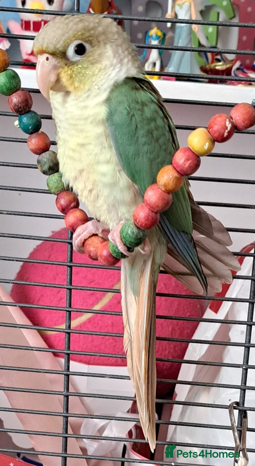 Conures birds for sale:   Green cheek conure baby  - Image 1