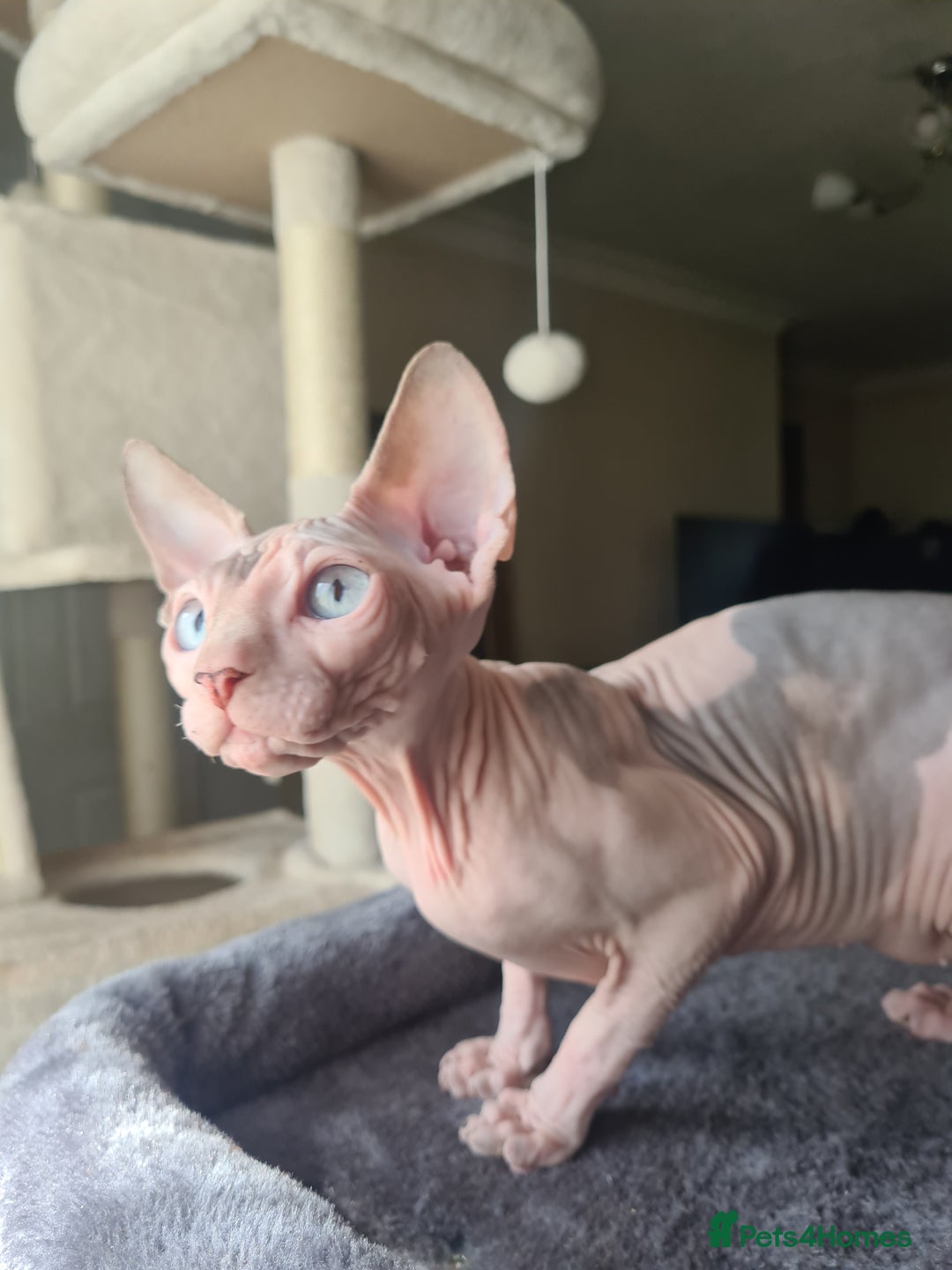 Sphynx cats for sale: Sphynx Kittens - Image 2