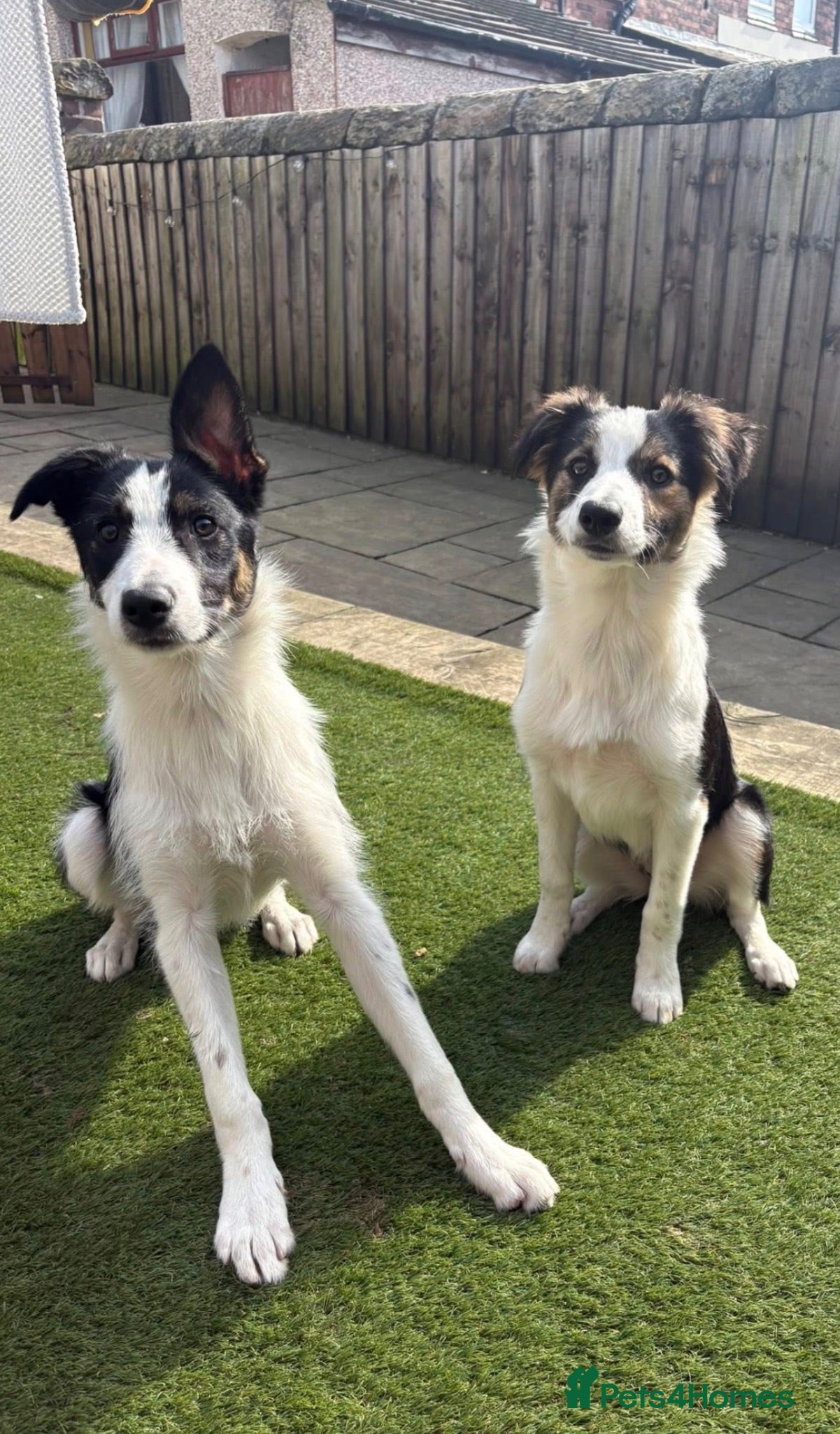 Mixed Breed dogs Two border collie X Kelpie 8 month old Girls  - Advert 1