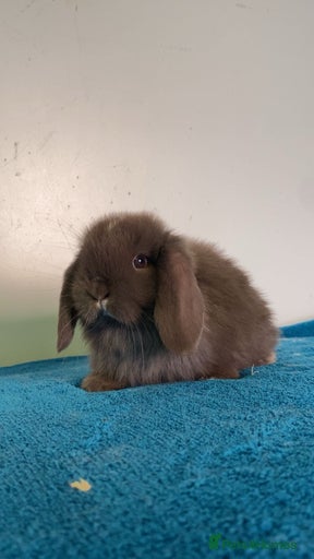 Gallery Image {{count}}