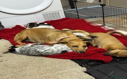 Jack Russell dogs for sale: 🐾Jack Russell Puppies🐾 - Image 15