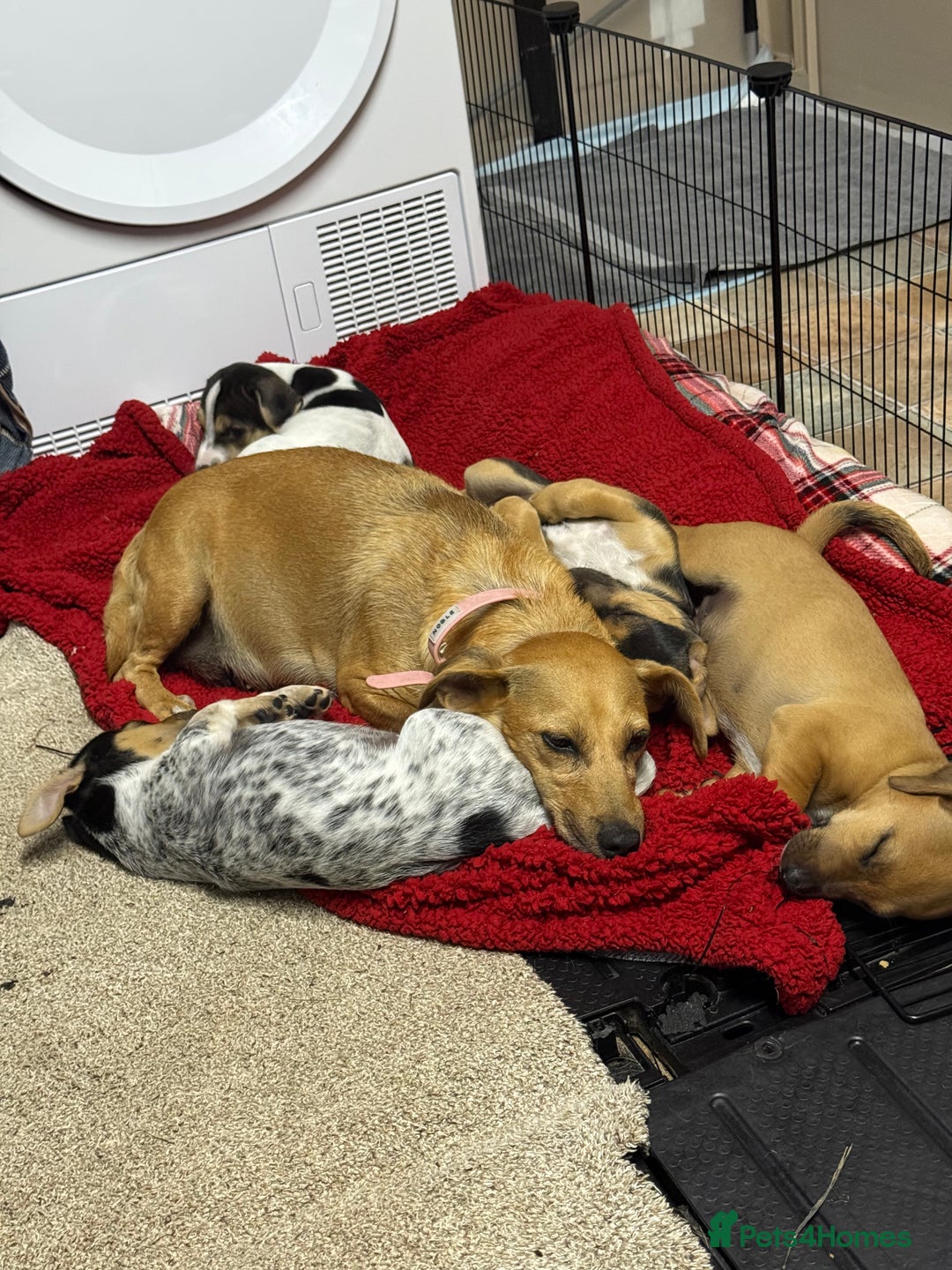 Jack Russell dogs for sale: 🐾Jack Russell Puppies🐾 - Image 15
