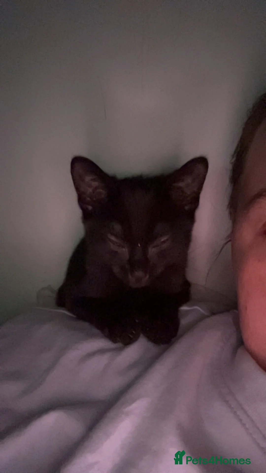 Siamese cats for sale: Beautiful kittens  - Advert 2