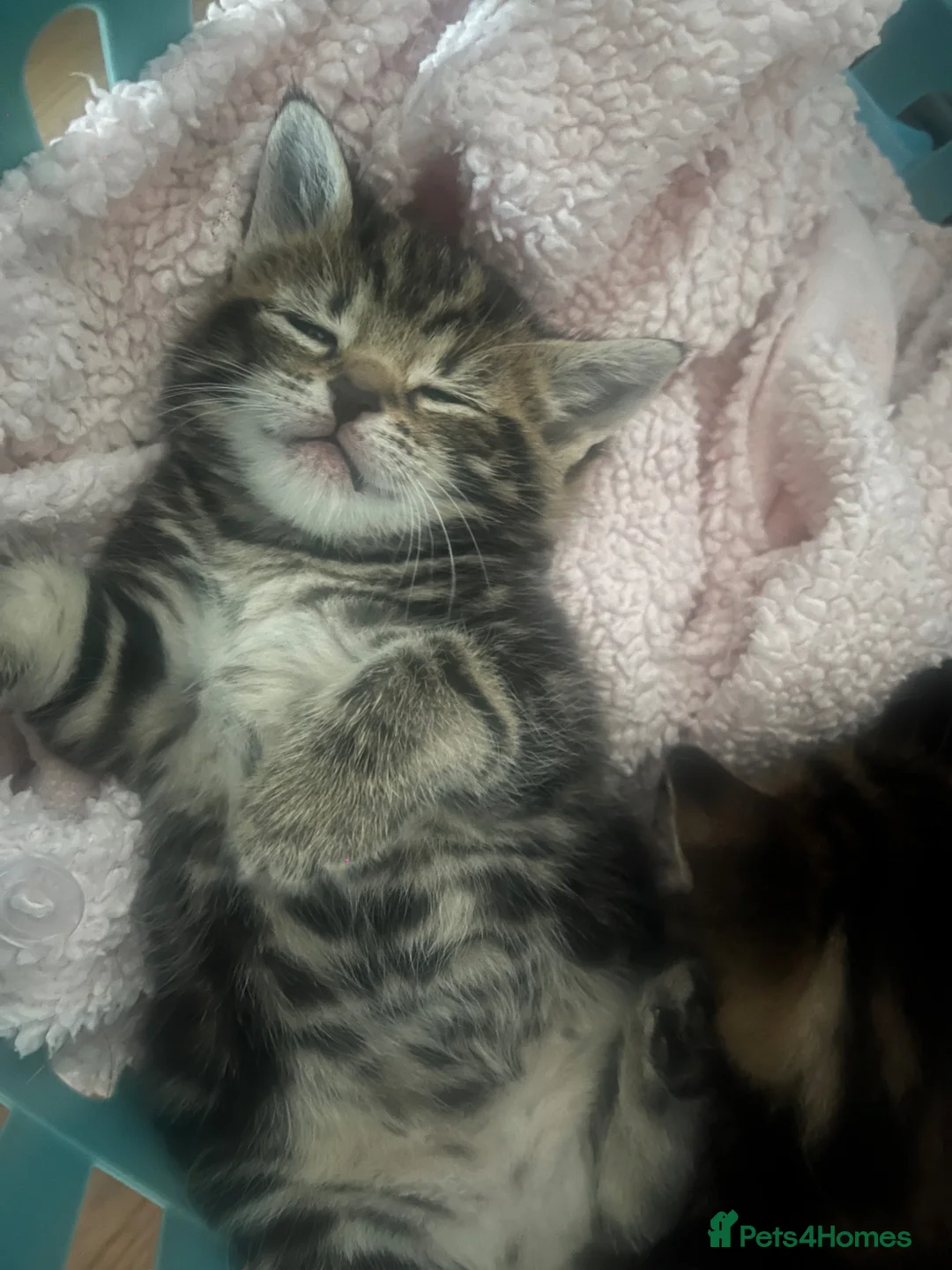 Mixed Breed cats for sale: Lovely tabby kittens for sale  in Penzance - Advert 2