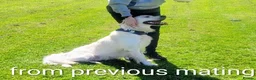 Golden Retriever dogs for sale: Superb WHITE K.Creg Golden Retriever puppies  - Advert 5