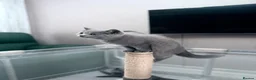 British Shorthair cats for sale: British shorthair ❤️❤️ Ready to go 🏡 - Advert 3