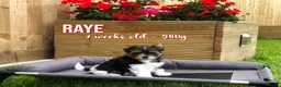 Yorkshire Terrier dogs for sale: Beautiful Litter of Six Biewer Terriers! - Advert 9