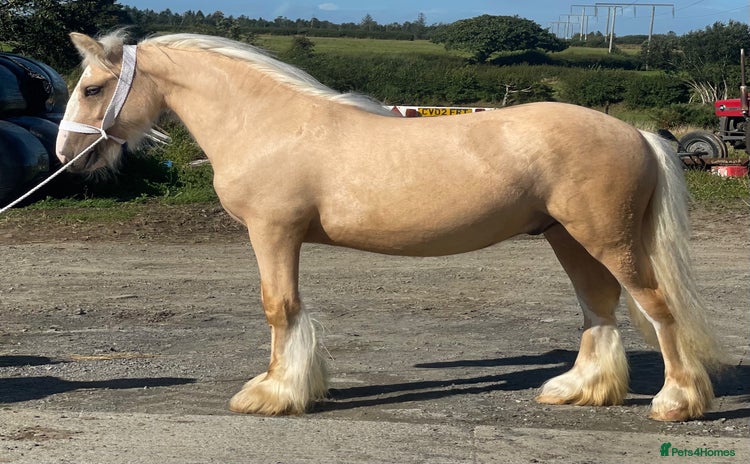 Other Breed horses - Advert 1