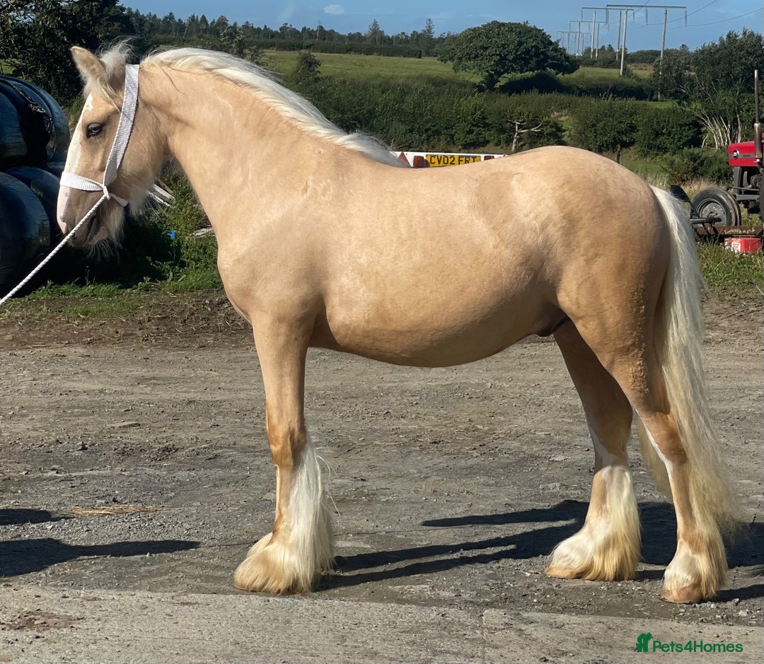 Other Breed horses for sale: Spyvalley Stormzy - Image 1
