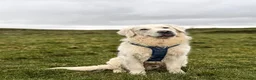 Golden Retriever dogs for stud: KC GOLDEN RETRIEVER ⭐️STUD⭐️ - Advert 11