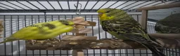 Budgerigars birds for sale: 3 Budgies - Advert 3