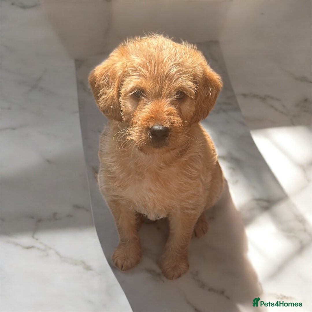 F1b Miniature Labradoodle F1b Labradoodle Puppies Labradoodle