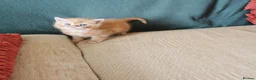 Mixed Breed cats for sale: Pedigree exotic x domestic short haired kittens  - Advert 2