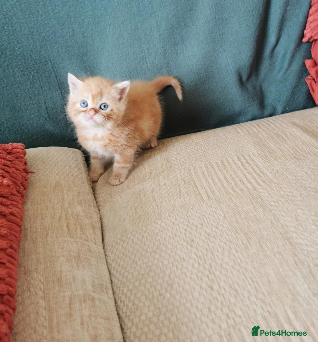Mixed Breed cats for sale: Pedigree exotic x domestic short haired kittens  - Advert 2