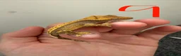 Gecko reptiles for sale: 12 x Crested Gecko babies - Advert 10